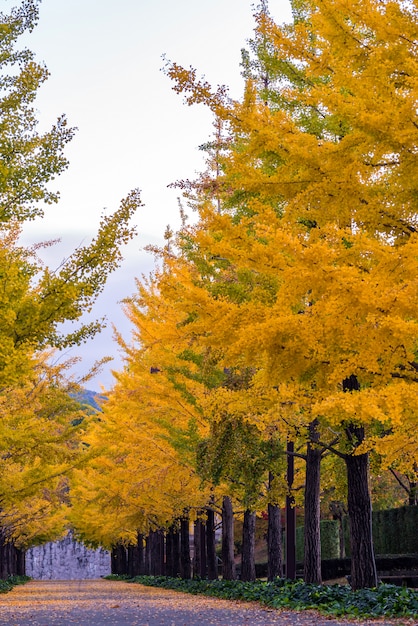 Camino del ginkgo