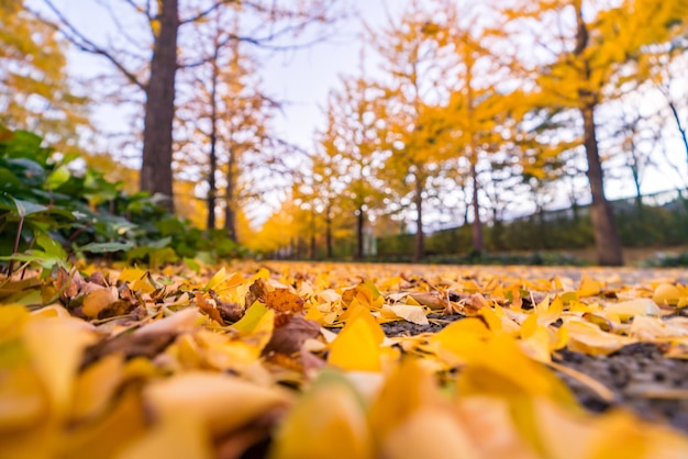 Camino del ginkgo