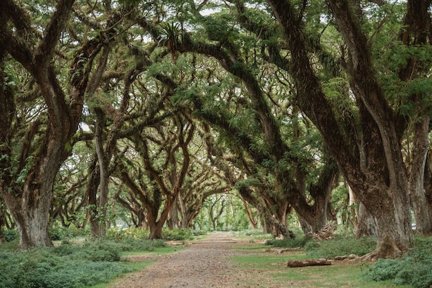 Camino entre grandes arboles