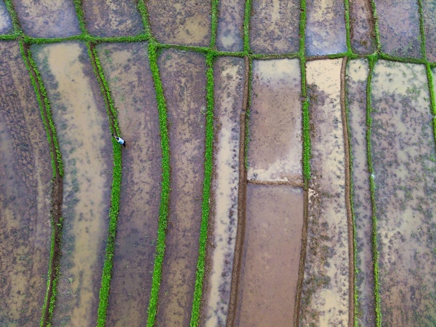 Camino de granja forrado abstracto de fotografía aérea