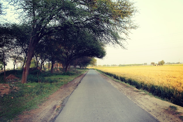 Camino entre las granjas