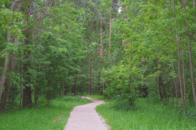 camino de grava en un bosque de pinos con árboles verdes brillantes verticales