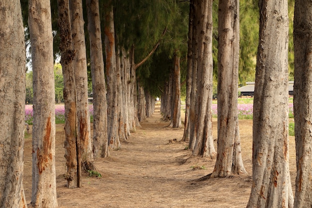 camino de grava entre pinos