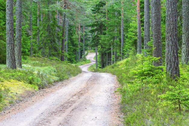 Camino de grava sinuoso en el bosque