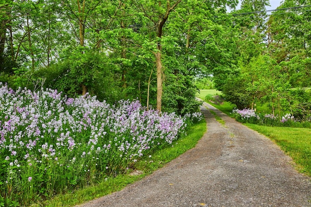 Camino de grava a través de bosques con damas púrpuras flores de cohetes alineando el lado de la carretera