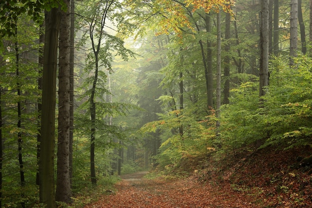 Camino entre hayas a través de un bosque de otoño en un clima lluvioso y brumoso