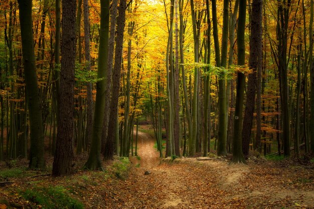 Camino en el hermoso y colorido bosque de otoño en Hungría