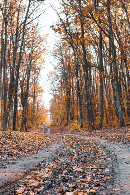 Camino hermoso del sendero del bosque del otoño en los rayos del sol hojas de la alfombra anaranjada y amarilla caídas en ...