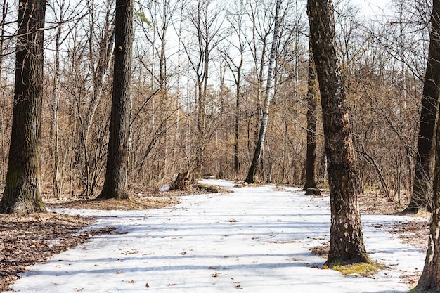 Camino de hielo congelado en el bosque de primavera
