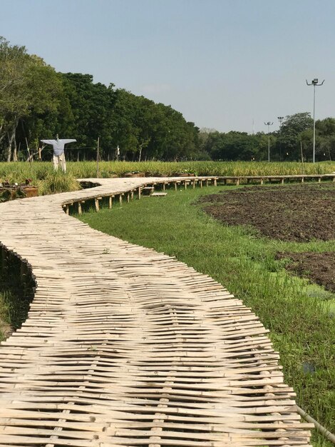 Foto camino por la hierba contra el cielo despejado