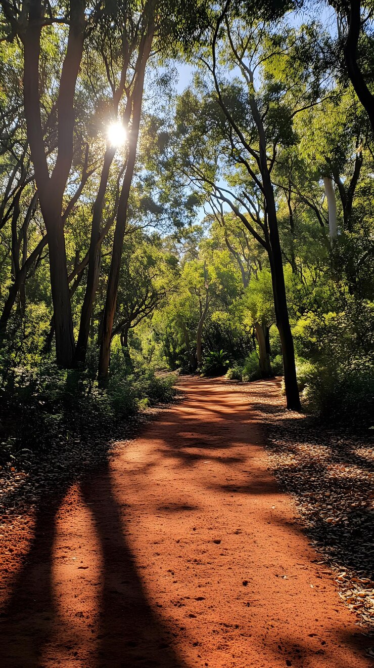 Un camino iluminado por el sol a través del verde dosel del bosque