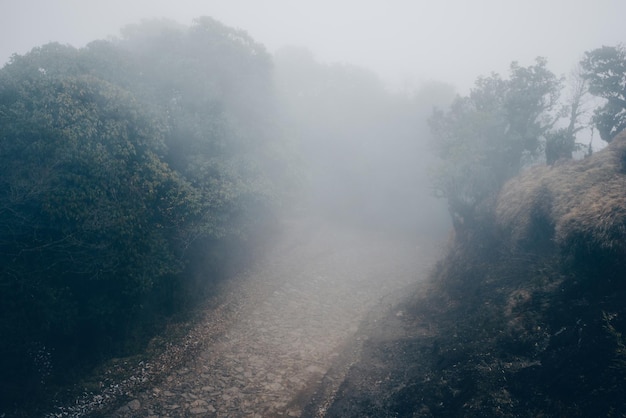 Camino inglés viejo y niebla fuerte