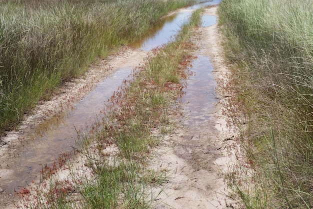 Camino inundado con caña