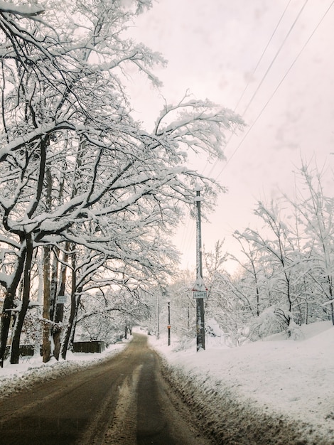 Camino de invierno con árboles nevados