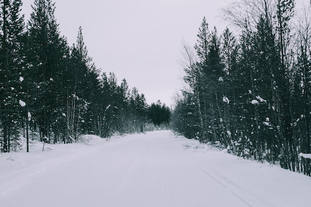 Camino de invierno y árboles con nieve y paisaje de Alpes