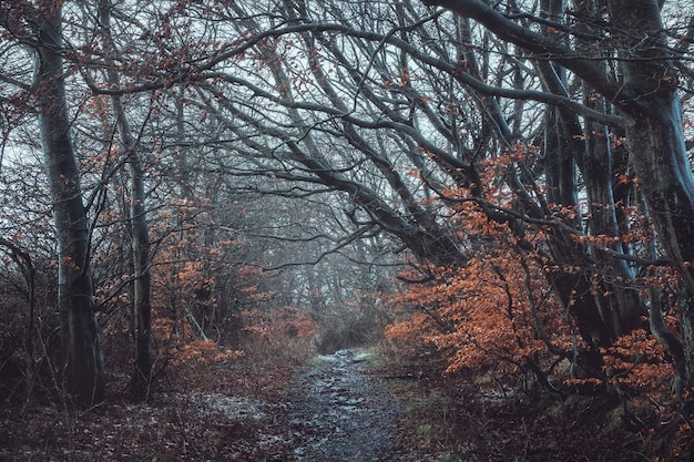 Camino de invierno en el bosque, en los árboles un follaje brillante seco