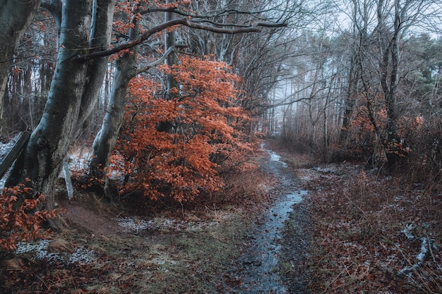 Camino de invierno en el bosque, en los árboles un follaje brillante seco