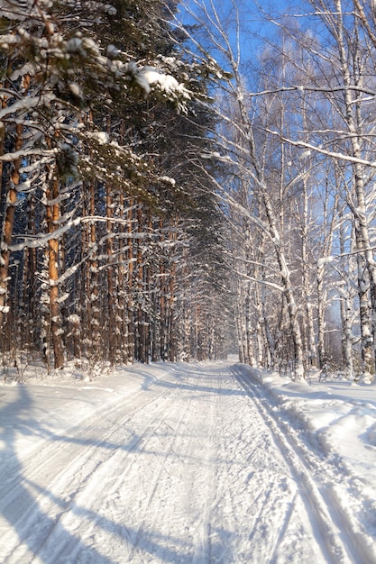 Camino de invierno en un bosque nevado, árboles altos a lo largo del camino. Hay mucha nieve en los árboles.