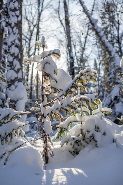 Camino de invierno en un bosque nevado árboles altos a lo largo de la carretera