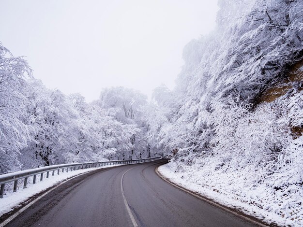 camino de invierno en el bosque