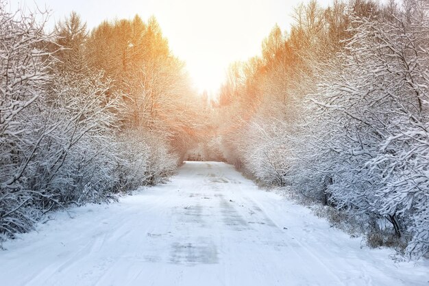 Camino de invierno en el bosque