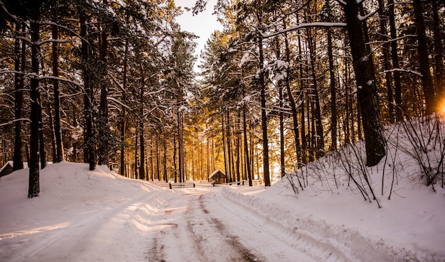 camino de invierno en el bosque