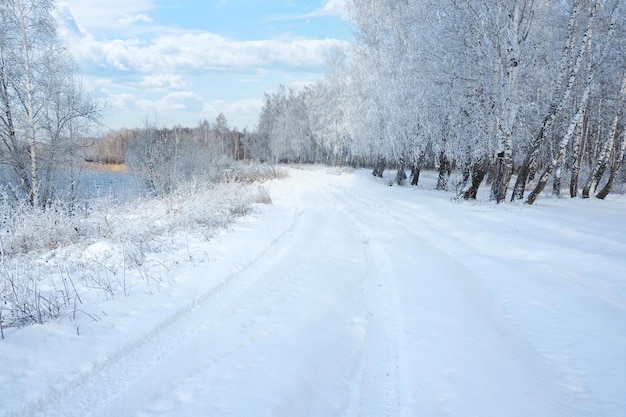 Camino de invierno dejando en un bosque de abedules de invierno cubierto de nieve contra un cielo azul.