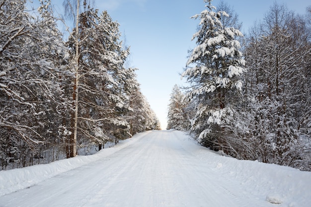 Camino de invierno en paisaje nevado bosque helado