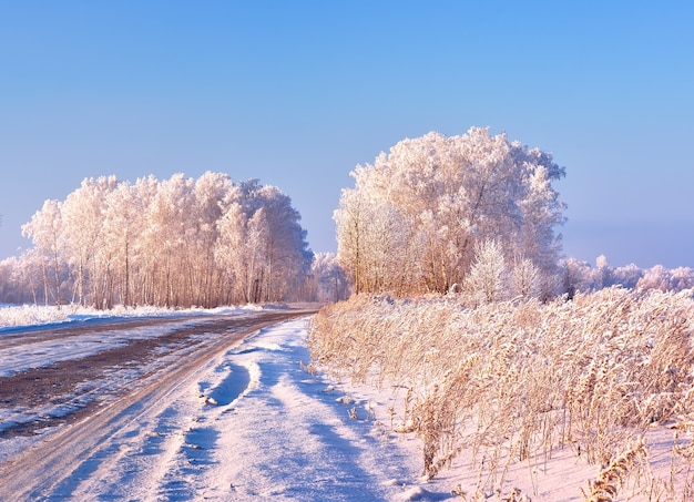 Camino de invierno. Ramas de los árboles y juncos secos cubiertos de escarcha blanca contra el cielo azul
