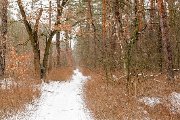 Camino de invierno a través de un bosque cubierto de nieve