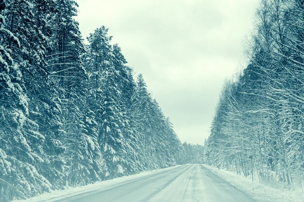 Camino de invierno a través del bosque