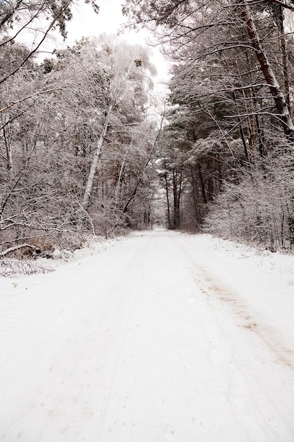 El camino de invierno