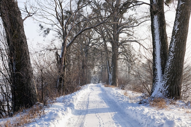 camino de invierno