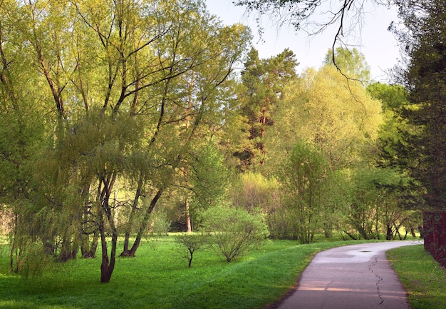 Un camino en el jardín Los árboles con follaje de primavera fresca en el arboreto