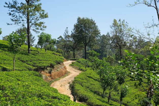 Camino en el jardín con arbustos de té plantación de té en Ceilán