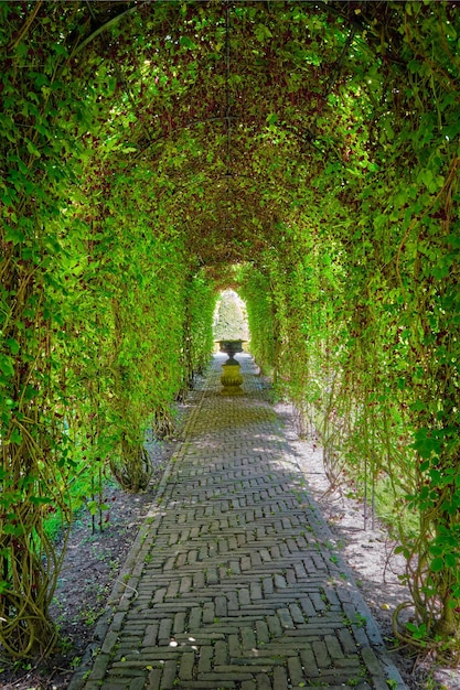 Camino de jardín cubierto de vegetación