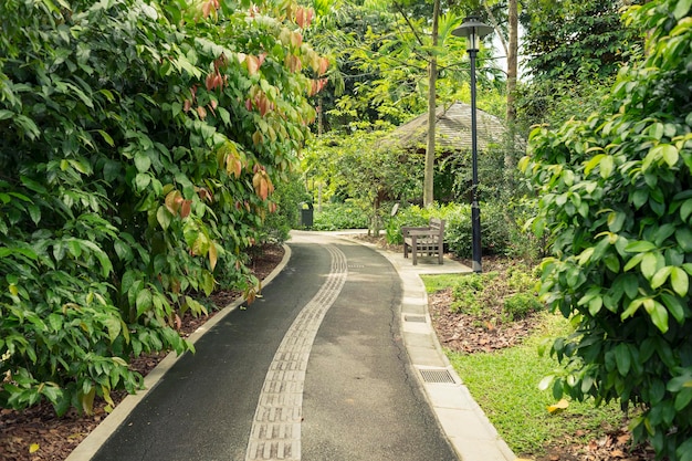 Foto camino del jardín