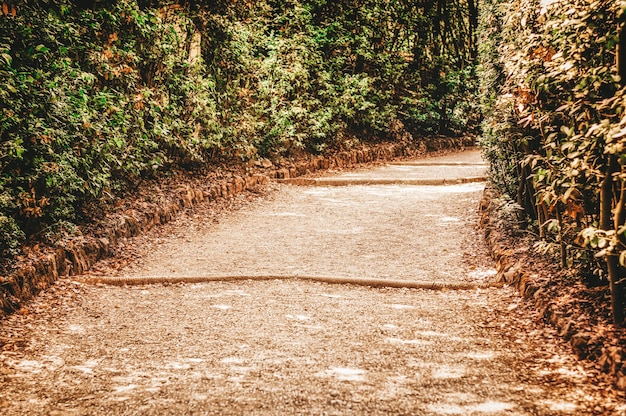 Foto el camino de los jardines de boboli. italia, florencia.