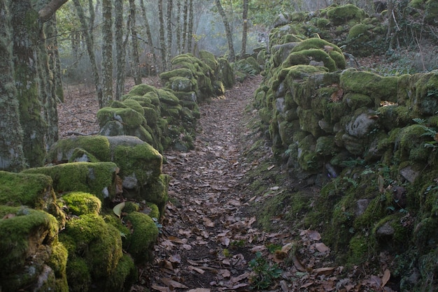 Camino lleno de hojas con rocas a ambos lados lleno de musgo en un ambiente otoñal con un poco de niebla