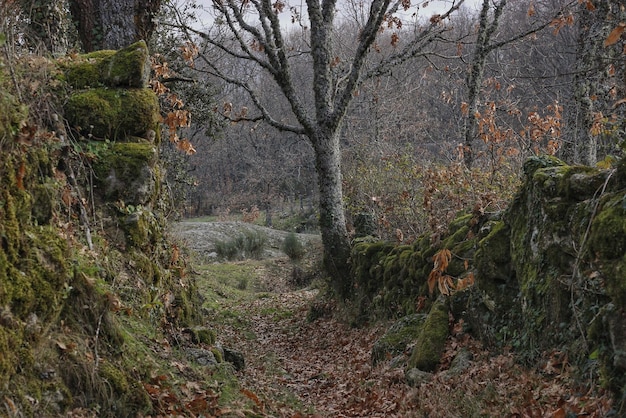 Camino a lo largo de los árboles en el bosque