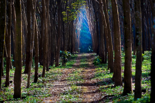 El camino a la luz