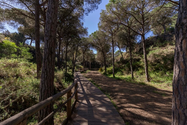 Camino de madera entre árboles y plantas.