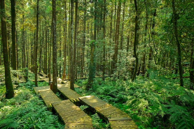 Camino de madera en el bosque para que los escaladores caminen con seguridad.