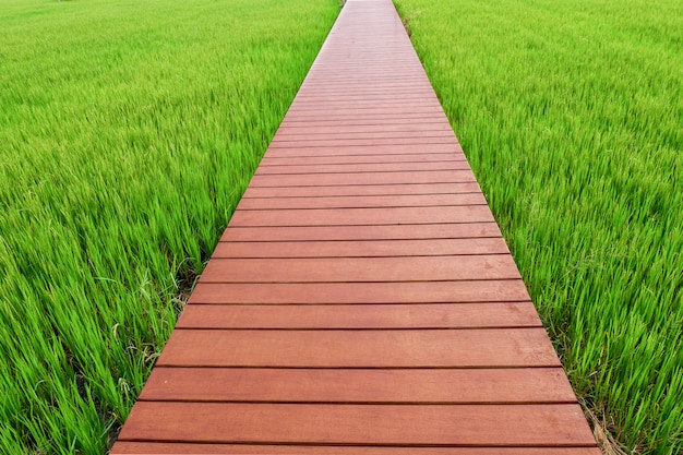 Camino de madera en campo de arroz