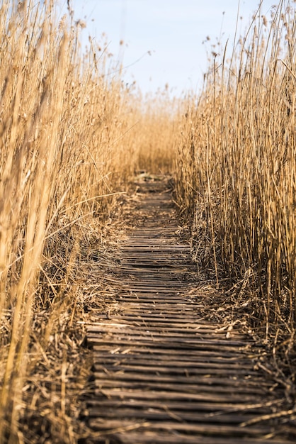 Camino de madera entre las cañas del lago en Letonia