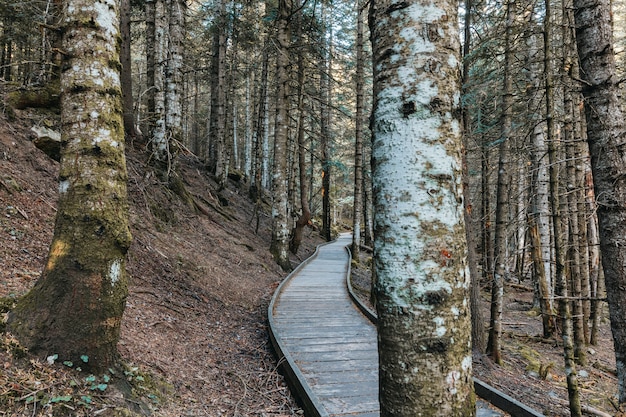 Camino de madera dentro de un bosque