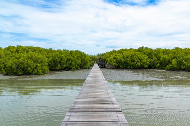 Camino de madera en el mar al bosque de manglar y cielo azul