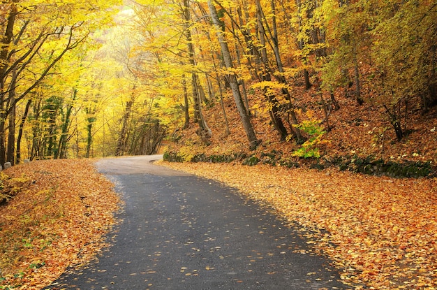 Camino en madera de otoño. Composición de la naturaleza.