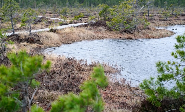 Un camino de madera en el parque nacional de soomaa en estonia entre el bosque y las marismas en un día despejado