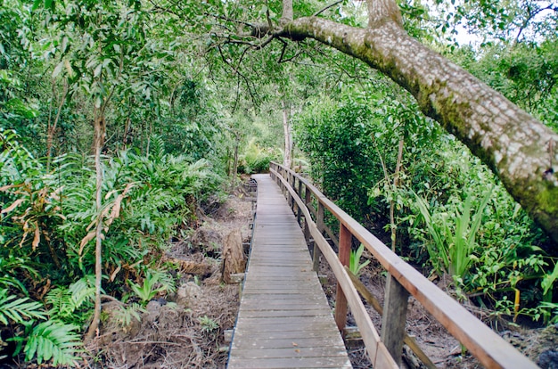 Camino de madera en la selva